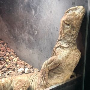 Meet your Posher, Daniella